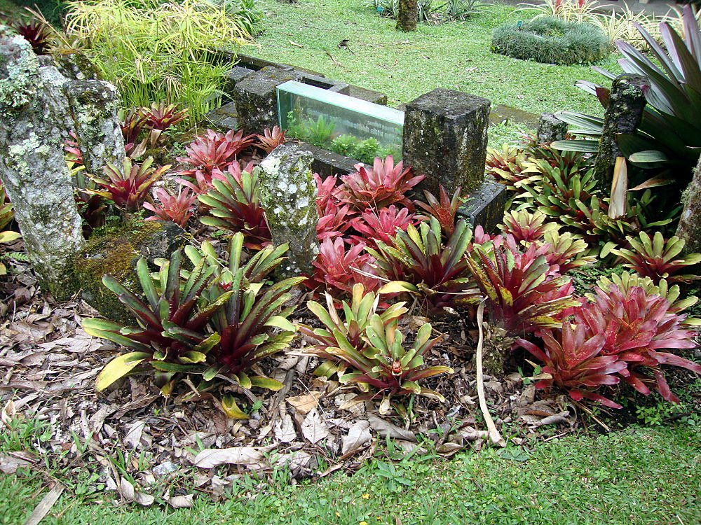 Wilson Botanical Garden TRAVEL LOGS PalmTalk